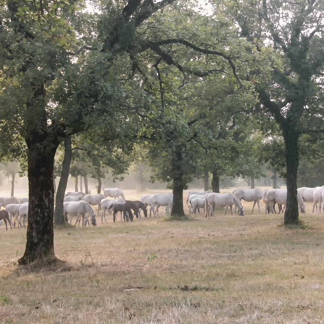 White Lipizzaner mares with dark foals grazing under the oaks of Lipica, on the dry grass of late summer, with a veil of mist between the trunks in the background.